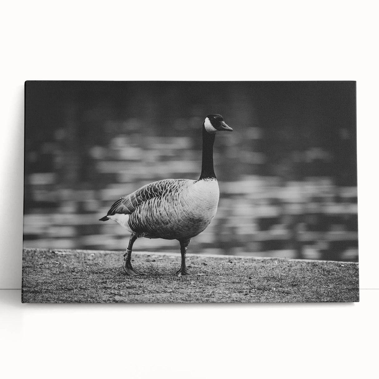Stretched canvas wall art featuring a serene scene of geese in a natural setting, ideal for home decor. This piece showcases vibrant colors and intricate details, enhancing any interior space with a touch of elegance.