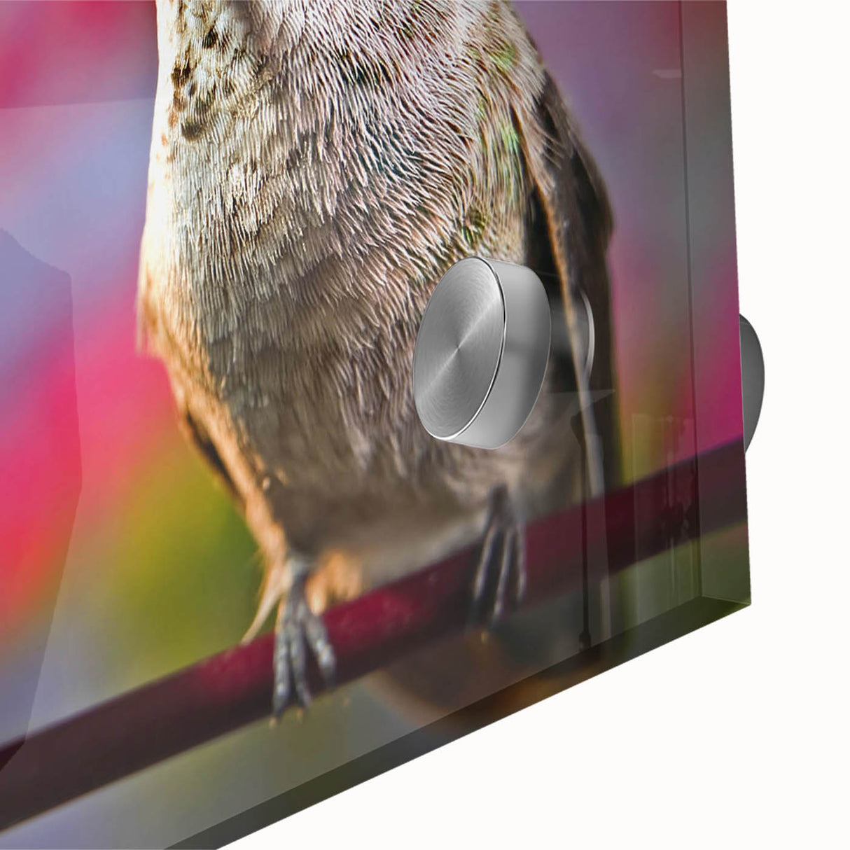Close-up of a vibrant hummingbird wall art design on acrylic glass, showcasing intricate details and vivid colors, perfect for bird lovers and home decor enthusiasts.