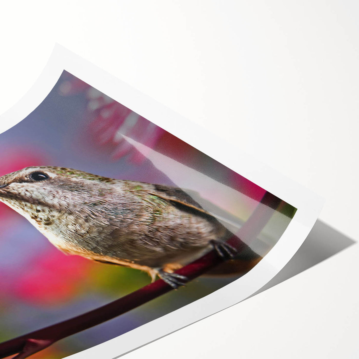 Vibrant rolled print of a hummingbird design, showcasing intricate details and colorful patterns, perfect for enhancing home decor and artistic spaces.