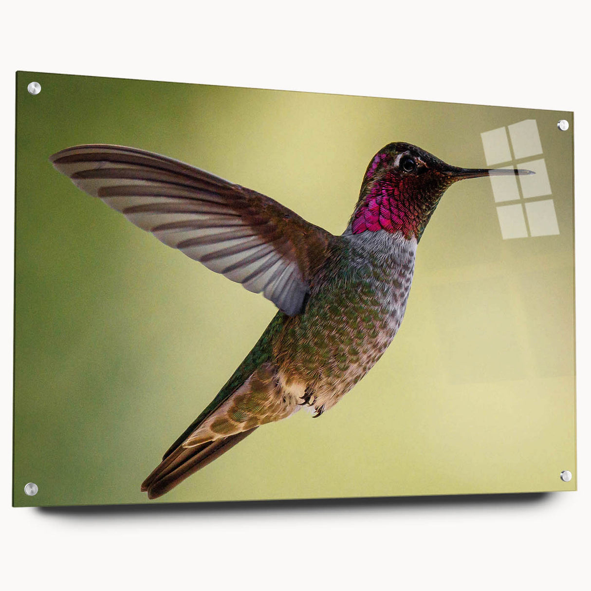 Hummingbird wall art design displayed in an elegant acrylic glass frame, showcasing vibrant colors and intricate details, perfect for home decor enthusiasts.