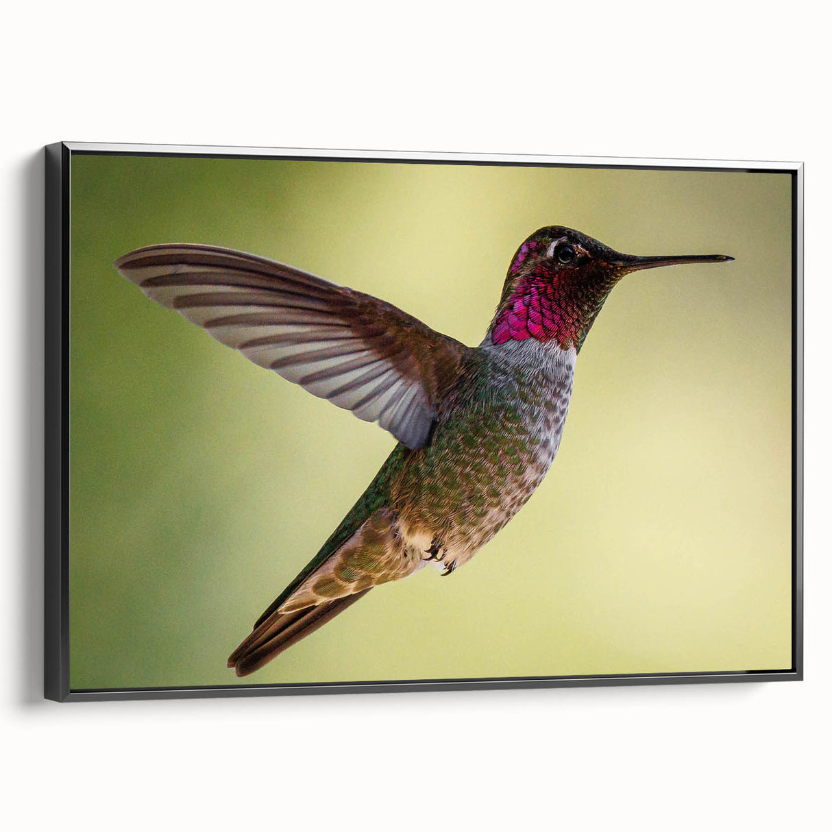 Framed canvas wall art showcasing a vibrant hummingbird design in a sleek black frame, ideal for adding a touch of color and nature to any modern decor.