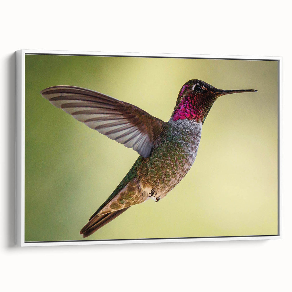 Framed canvas wall art showcasing a vibrant hummingbird design in a contemporary style, featuring a white border for a modern aesthetic, ideal for home decor.