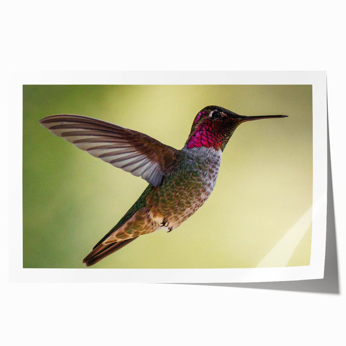 Colorful hummingbird design wall art print showcasing vibrant colors and intricate details, perfect for home decor or nature-themed spaces. Ideal for bird lovers and art enthusiasts.