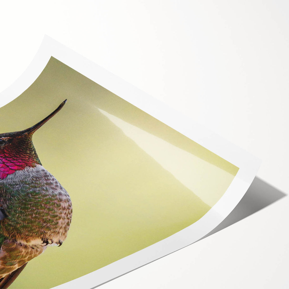 Vibrant hummingbird wall art print showcasing intricate details and bright colors, rolled and ready for display in a protective cardboard tube. Perfect for nature enthusiasts.