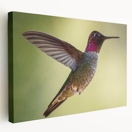 Stretched canvas wall art featuring a vibrant hummingbird design, showcasing intricate details and bright colors, perfect for nature enthusiasts and home decor.