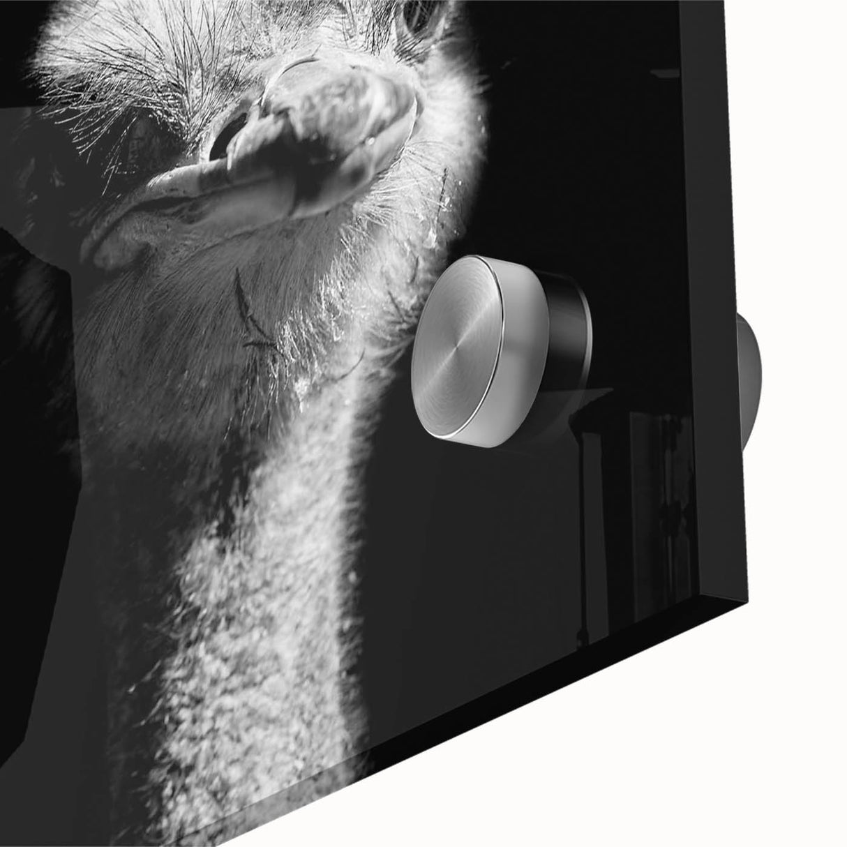 Close-up of a vibrant acrylic glass wall art piece featuring an ostrich design, showcasing intricate details and rich colors, perfect for modern home decor.