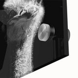 Close-up of a vibrant acrylic glass wall art piece featuring an ostrich design, showcasing intricate details and rich colors, perfect for modern home decor.