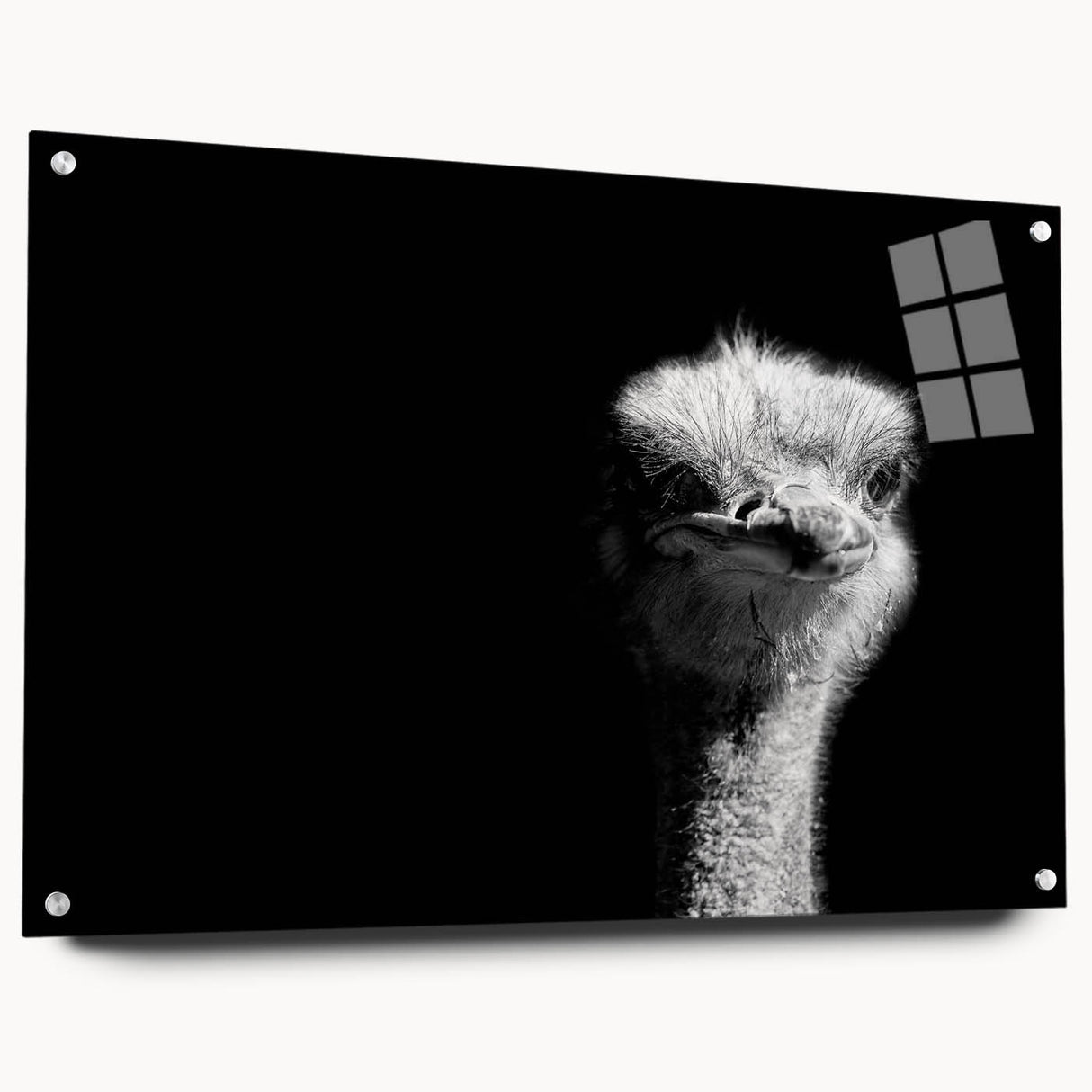 Side view of a unique acrylic glass wall art piece showcasing an ostrich design, elegantly displayed with decorative pins, perfect for modern home decor.