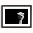 Ostrich-themed wall art collection framed in black with a mat, showcasing vibrant colors and intricate details, perfect for modern home decor.
