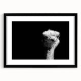 Ostrich-themed wall art collection framed in black with a mat, showcasing vibrant colors and intricate details, perfect for modern home decor.