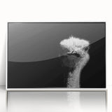 Framed acrylic wall art showcasing a striking ostrich design in vibrant colors, perfect for modern decor, displayed from a frontal perspective on a white backdrop.