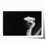 Ostrich-themed wall art design on rolled canvas, showcasing vibrant colors and intricate patterns, ideal for adding a unique touch to home decor.