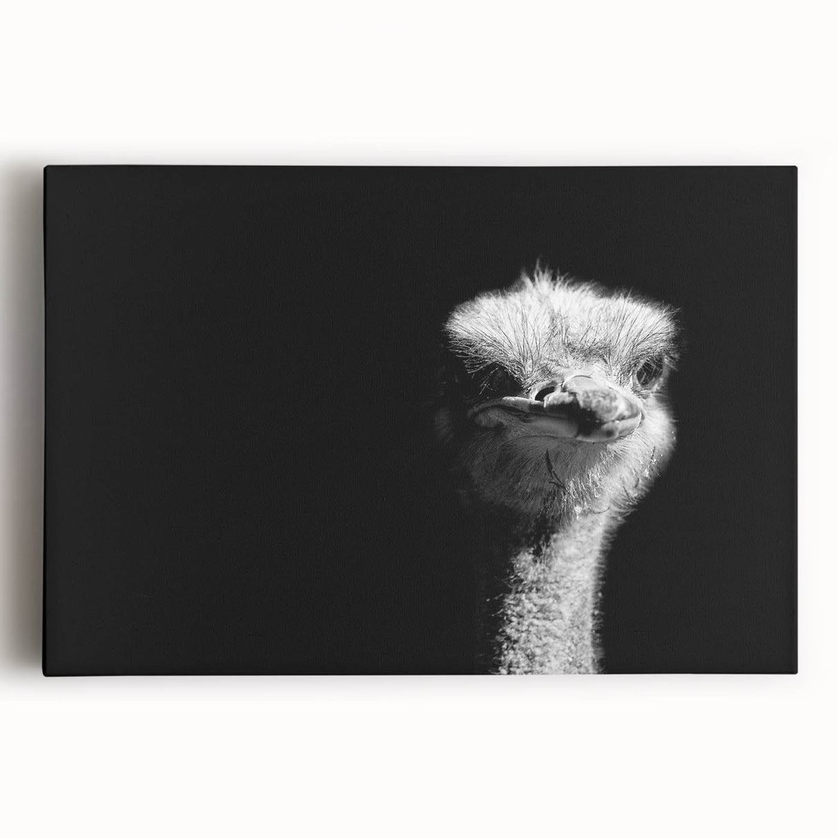 Vibrant stretched canvas wall art featuring an ostrich design, showcasing intricate details and bold colors, perfect for enhancing modern home decor.