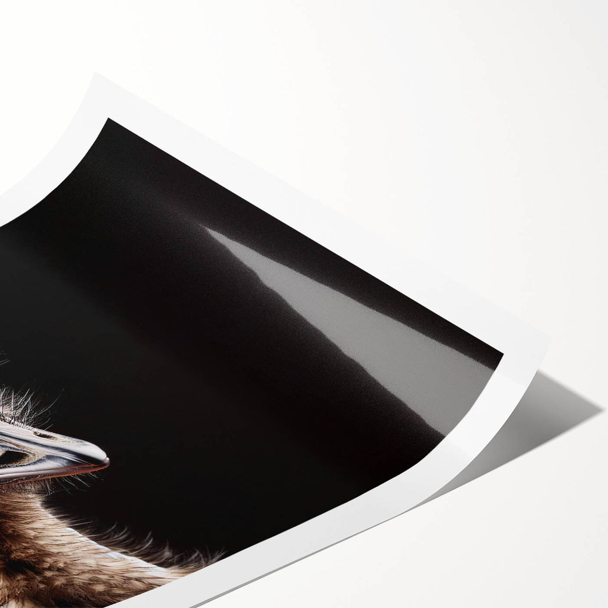 Vibrant rolled print showcasing an elegant ostrich design, part of a unique African wall art collection, ideal for home decor enhancement.