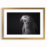 Framed wall art collection showcasing vibrant parrot designs in a gold frame, complete with a mat for an elegant touch, ideal for home decor.