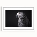 Framed wall art featuring a vibrant collection of colorful parrots in a tropical design, displayed in a sleek white frame with a mat, ideal for enhancing home decor.
