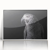 Framed wall art collection showcasing colorful parrot designs on acrylic, featuring a modern white frame, ideal for vibrant home decor. Perfect for bird lovers and nature enthusiasts.