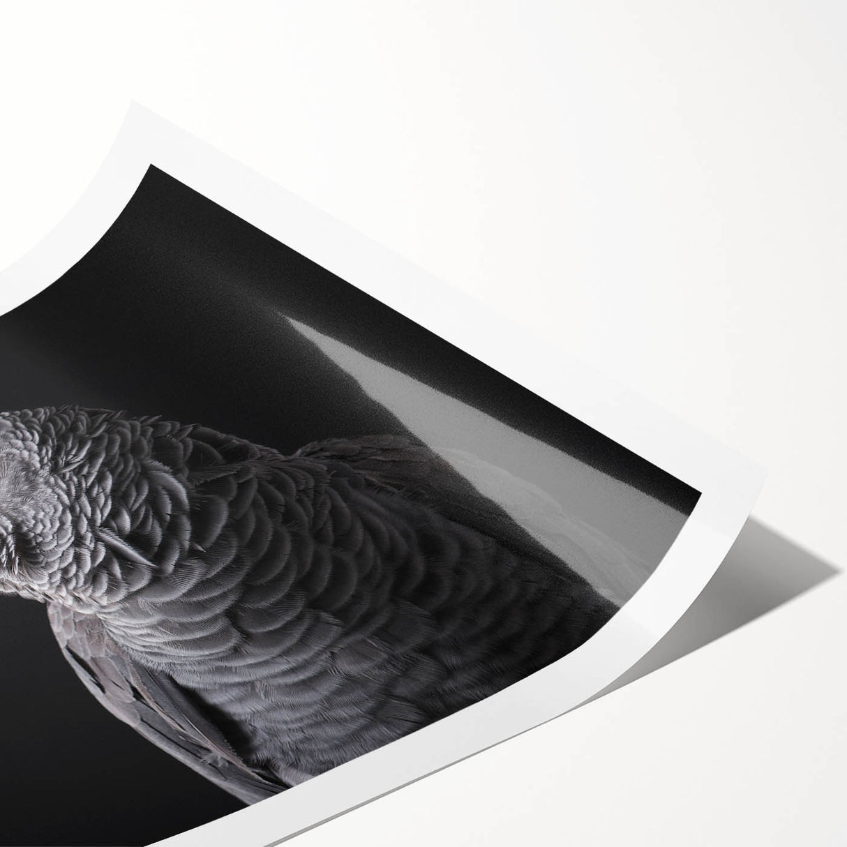Vibrant rolled wall art print showcasing colorful parrots perched on branches, ideal for nature enthusiasts and bird lovers, packaged securely for delivery.