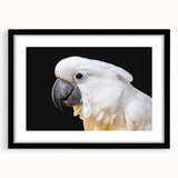 Black-framed wall art featuring a vibrant design of colorful parrots set against a lush green background, perfect for enhancing any living space or office decor.