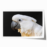Colorful wall art featuring a design of various parrots perched on branches, printed on high-quality paper for vibrant colors, ideal for tropical-themed decor.