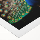 Vibrant rolled canvas wall art showcasing an intricate peacock design with rich colors and detailed feathers, perfect for enhancing modern décor.