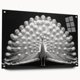 Peacock design wall art collection displayed in a stylish acrylic glass frame, showcasing vivid colors and intricate details, perfect for modern decor.