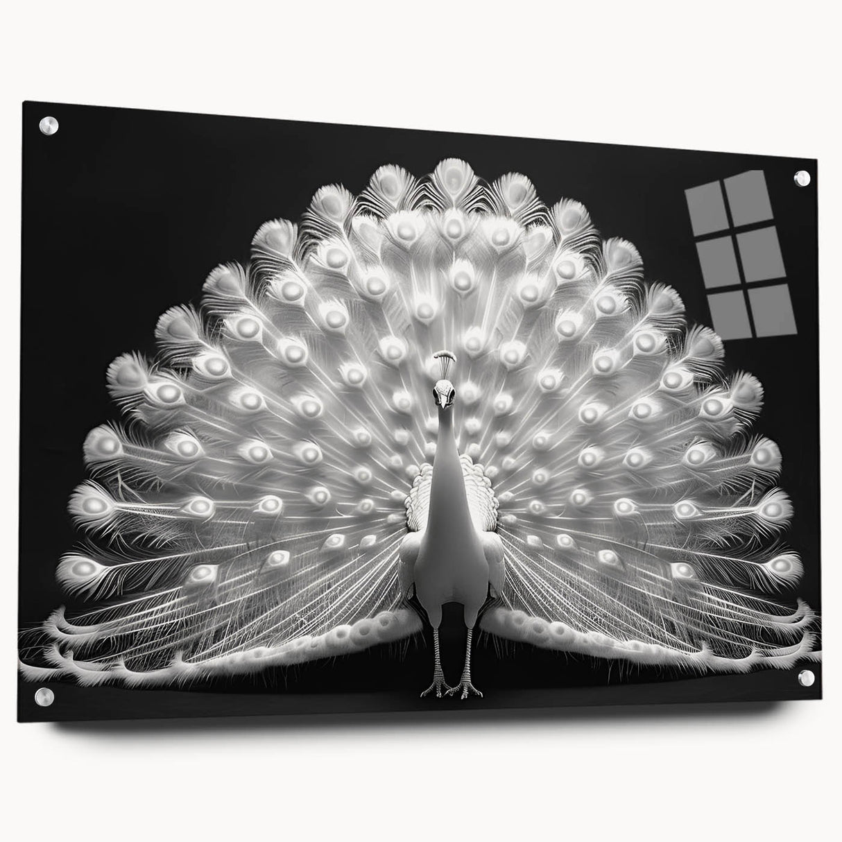 Peacock design wall art collection displayed in a stylish acrylic glass frame, showcasing vivid colors and intricate details, perfect for modern decor.