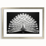 Peacock design wall art collection framed in silver with matting, showcasing vibrant colors and intricate details, ideal for enhancing home decor sophistication.