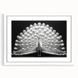 Elegant peacock design wall art framed in white, featuring intricate details and vibrant colors, perfect for enhancing home décor aesthetics. The mat adds a polished touch, making it an ideal centerpiece for any living space.