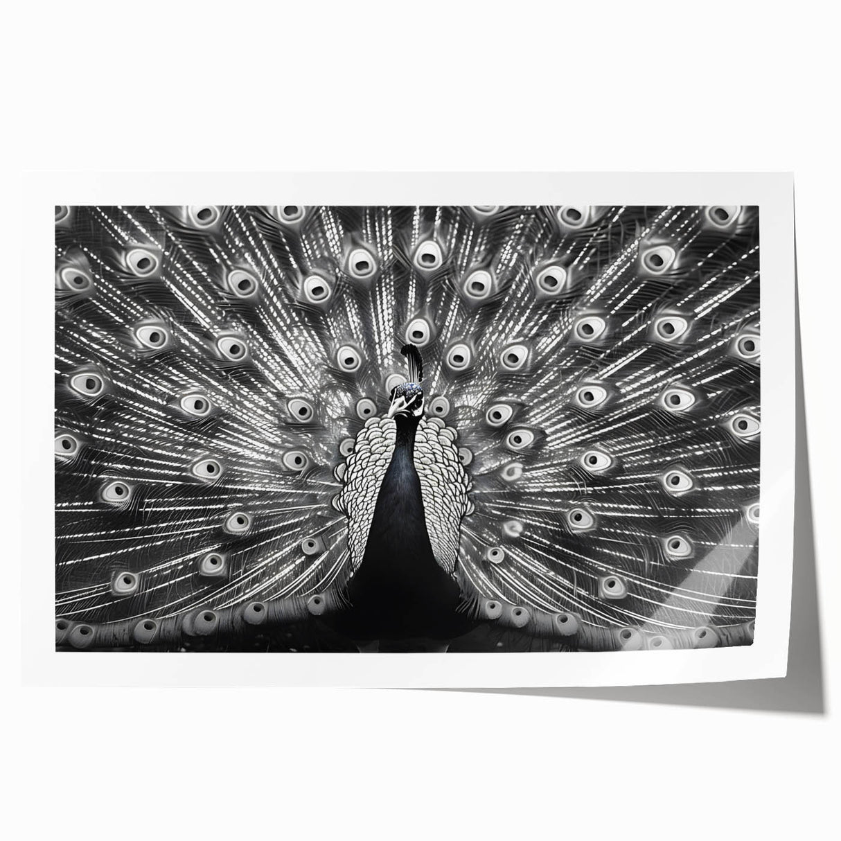 Vibrant rolled print of a peacock design wall art, showcasing intricate feather details and rich colors, perfect for home decor or art collection.