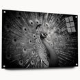 Vibrant peacock design wall art collection displayed in an acrylic glass frame, showcasing intricate details and vibrant colors, ideal for modern home decor.