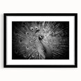 Elegant peacock design wall art framed in black, showcasing vibrant colors and intricate details, perfect for enhancing home decor with a touch of nature.
