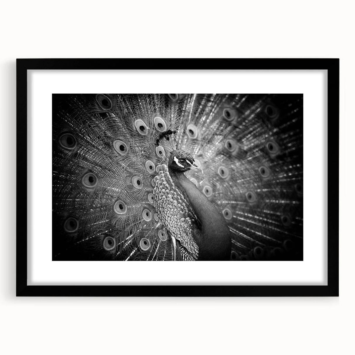 Elegant peacock design wall art framed in black, showcasing vibrant colors and intricate details, perfect for enhancing home decor with a touch of nature.