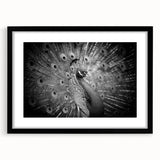 Elegant peacock design wall art framed in black, showcasing vibrant colors and intricate details, perfect for enhancing home decor with a touch of nature.