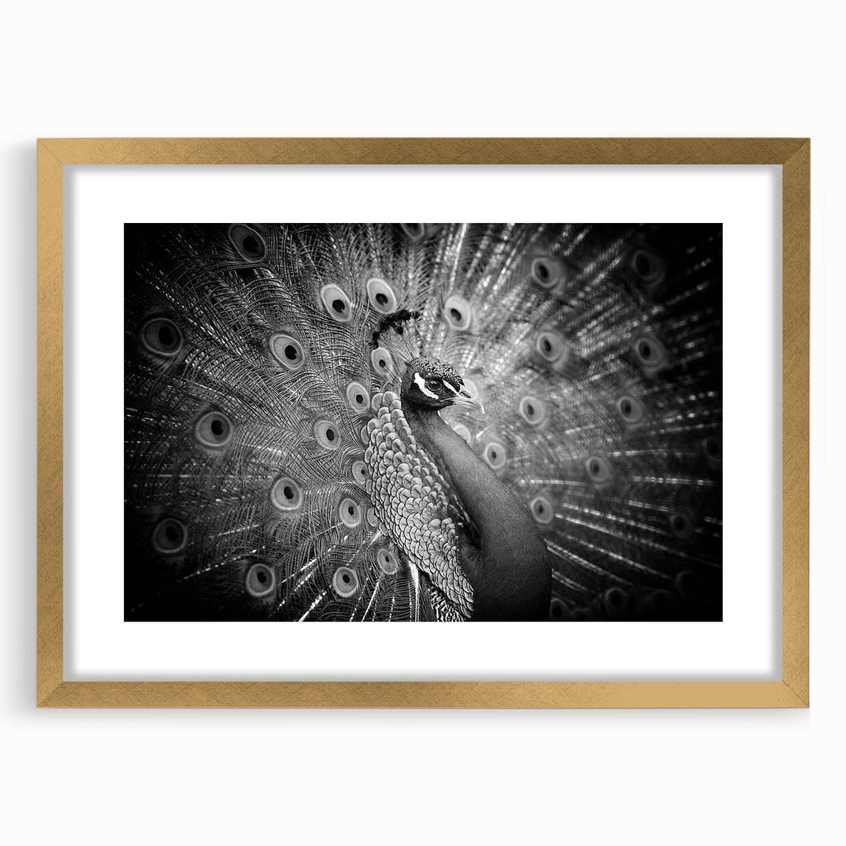 Peacock design wall art framed in gold, showcasing vibrant colors and intricate patterns, perfect for adding elegance to any home decor.