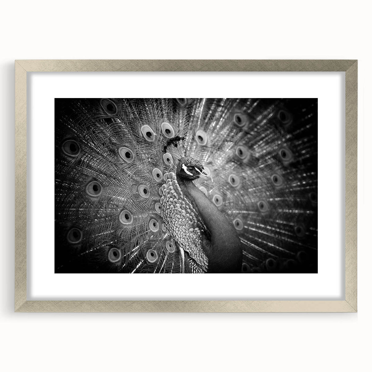 Elegant silver-framed wall art featuring a vibrant peacock design with intricate details, perfect for adding a touch of sophistication to any room decor.