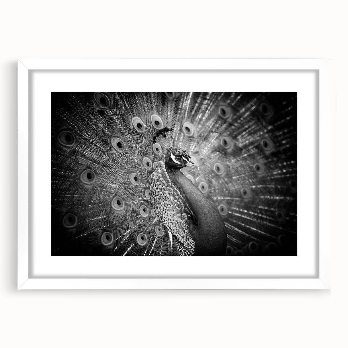 Elegant peacock design wall art framed in white, showcasing vibrant colors and intricate details, perfect for enhancing home decor with a touch of nature-inspired beauty.