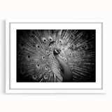 Elegant peacock design wall art framed in white, showcasing vibrant colors and intricate details, perfect for enhancing home decor with a touch of nature-inspired beauty.