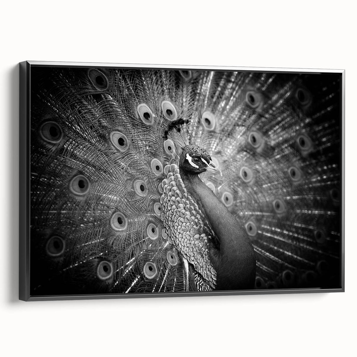 Framed canvas wall art featuring a vibrant peacock design with intricate detailing, set against a black background, showcasing a stylish side view for contemporary decor.