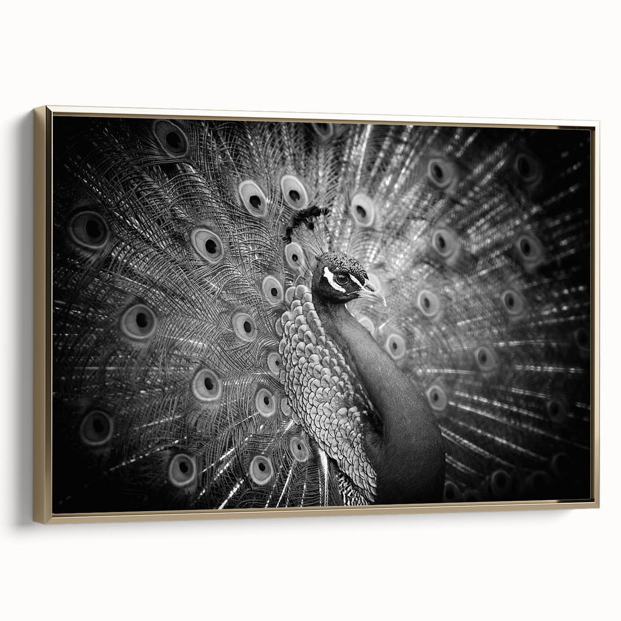 Framed canvas wall art showcasing an elegant peacock design in gold and vibrant colors, ideal for adding a touch of sophistication to home decor.