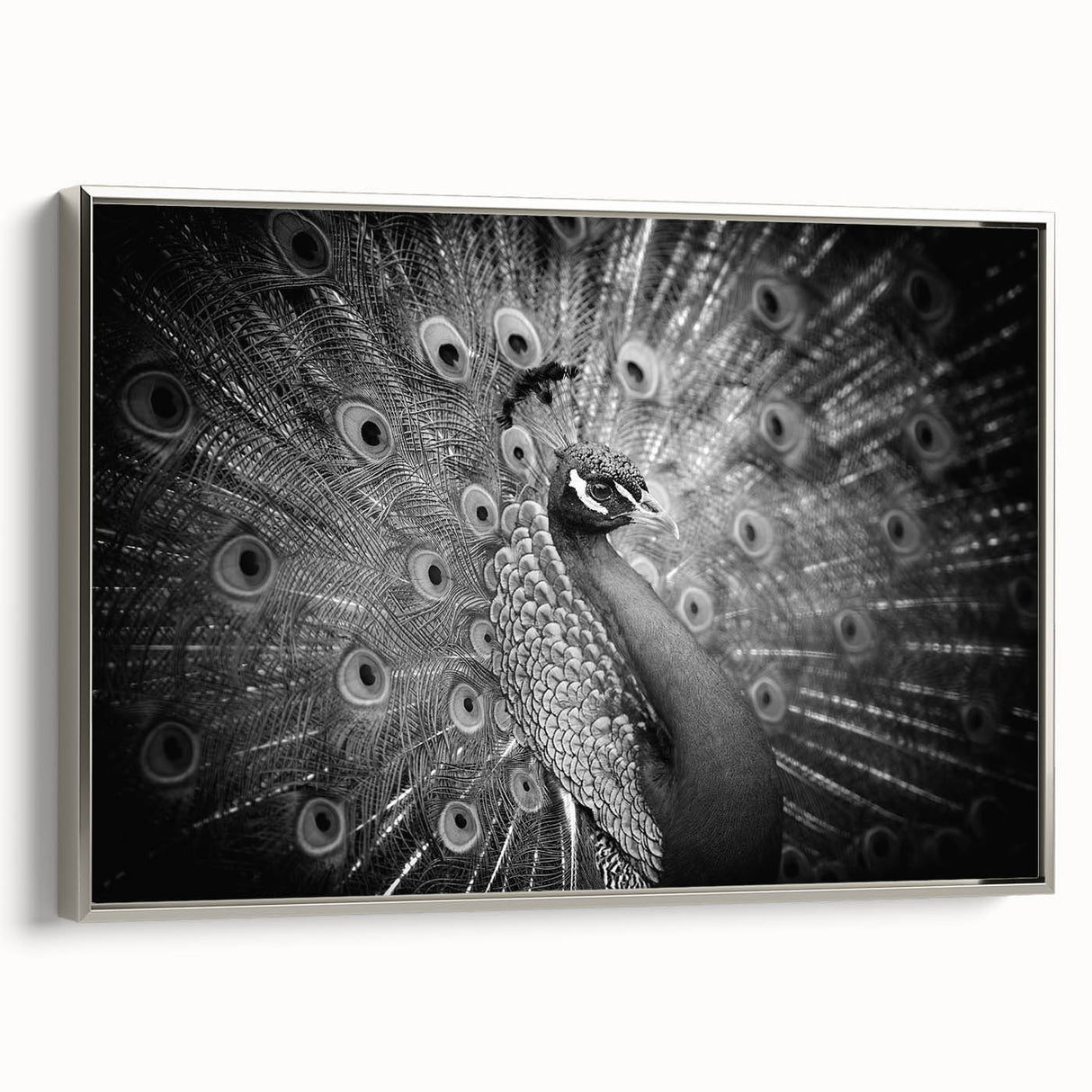 Framed wall art featuring an elegant peacock design on textured canvas, showcasing vibrant colors and intricate details, set against a silver frame. Ideal for enhancing modern decor.