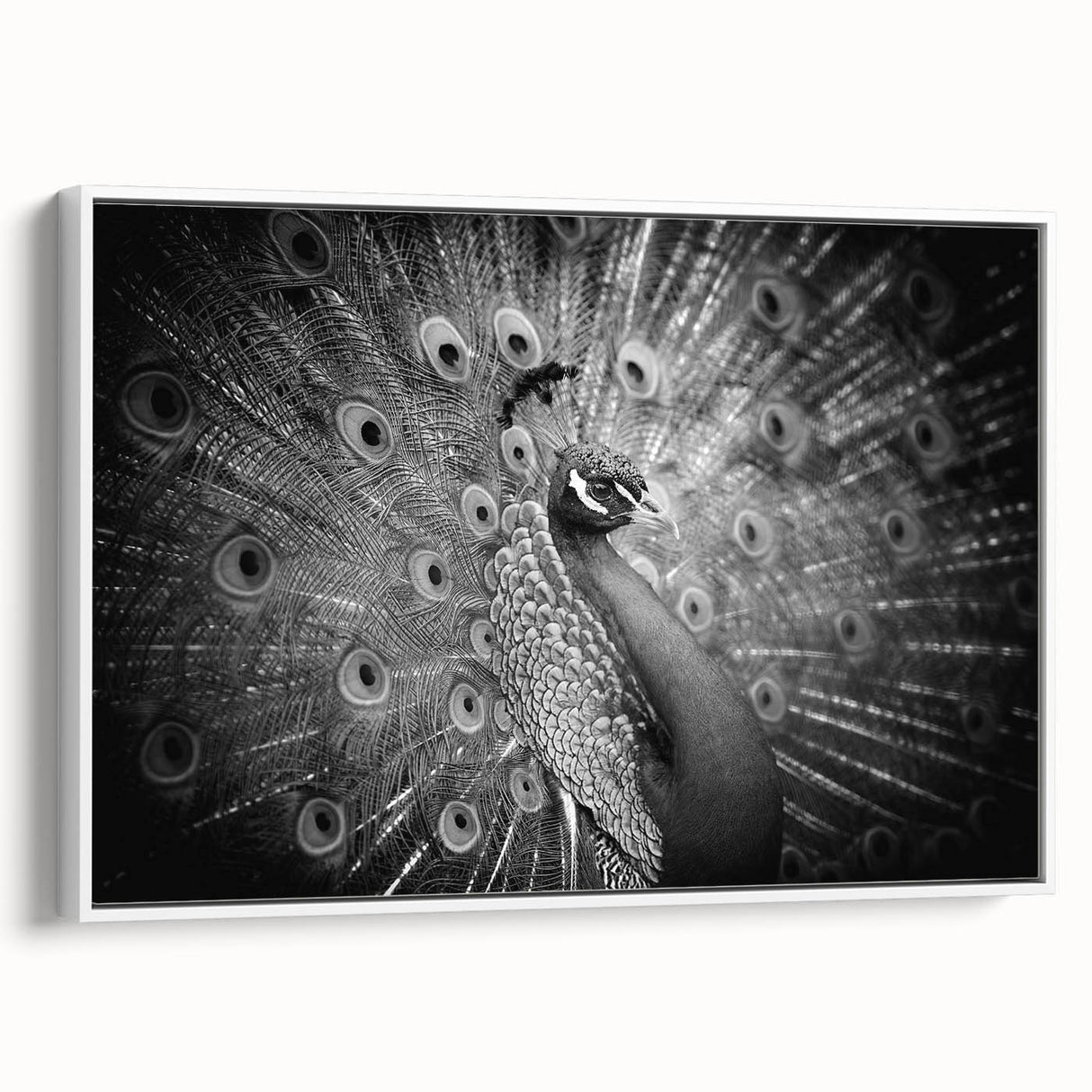 Framed canvas wall art featuring an elegant peacock design in vibrant colors, set against a white background, showcasing intricate details and textures, perfect for home decor.