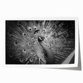 Elegant peacock design wall art print showcasing vibrant colors and intricate feather details, rolled and ready for display in a stylish home decor setting.