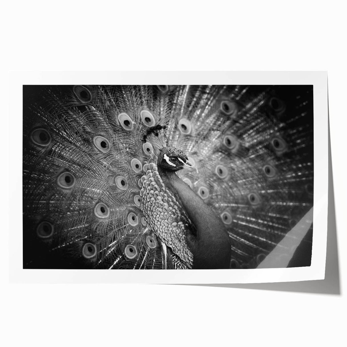 Elegant peacock design wall art print showcasing vibrant colors and intricate feather details, rolled and ready for display in a stylish home decor setting.