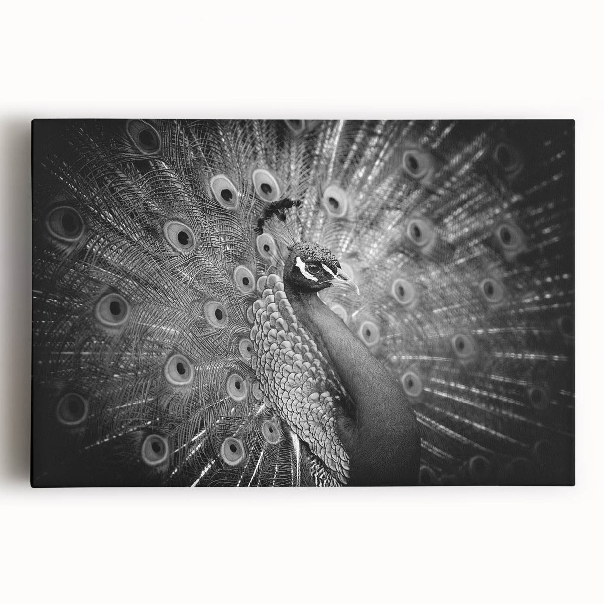 Vibrant peacock design wall art on stretched canvas, showcasing rich blues and greens, perfect for adding elegance to living spaces or galleries.
