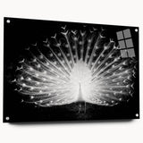 Vibrant peacock-themed wall art collection displayed in acrylic glass, showcasing intricate designs and vivid colors, perfect for enhancing home decor.