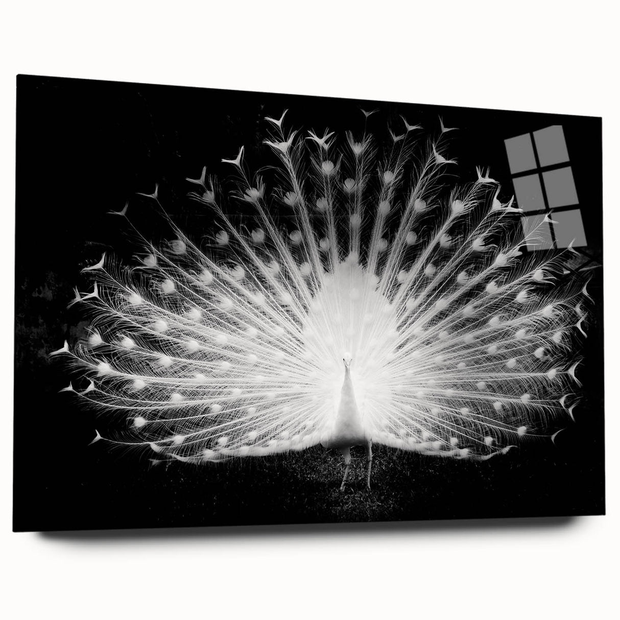 Elegant peacock design wall art collection displayed in a sleek acrylic frame, showcasing vibrant colors and intricate details, perfect for enhancing modern decor.