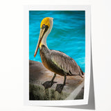 Colorful pelican artwork on a rolled print, featuring intricate details and vibrant hues, ideal for coastal home decor or bird enthusiasts, packaged in protective tube.