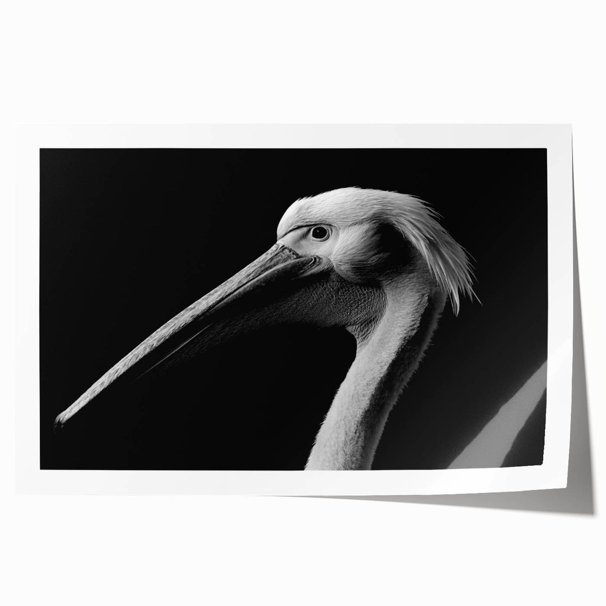 Vibrant pelican wall art print showcasing intricate details and colorful design, rolled and packaged securely in a durable tube for safe delivery. Perfect for coastal decor enthusiasts.