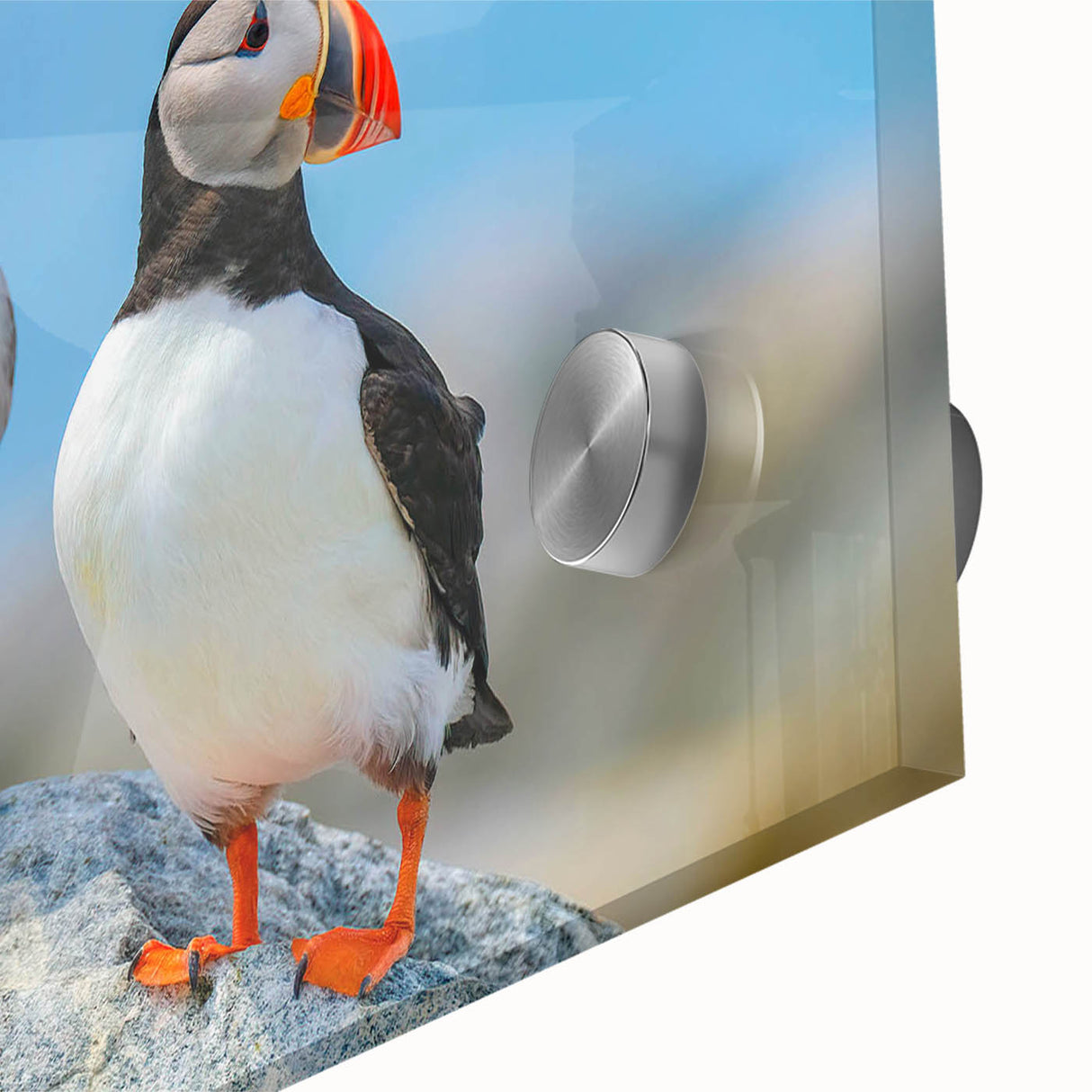 Close-up of a vibrant puffin wall art design printed on acrylic glass, showcasing intricate colors and details, ideal for modern home decor.